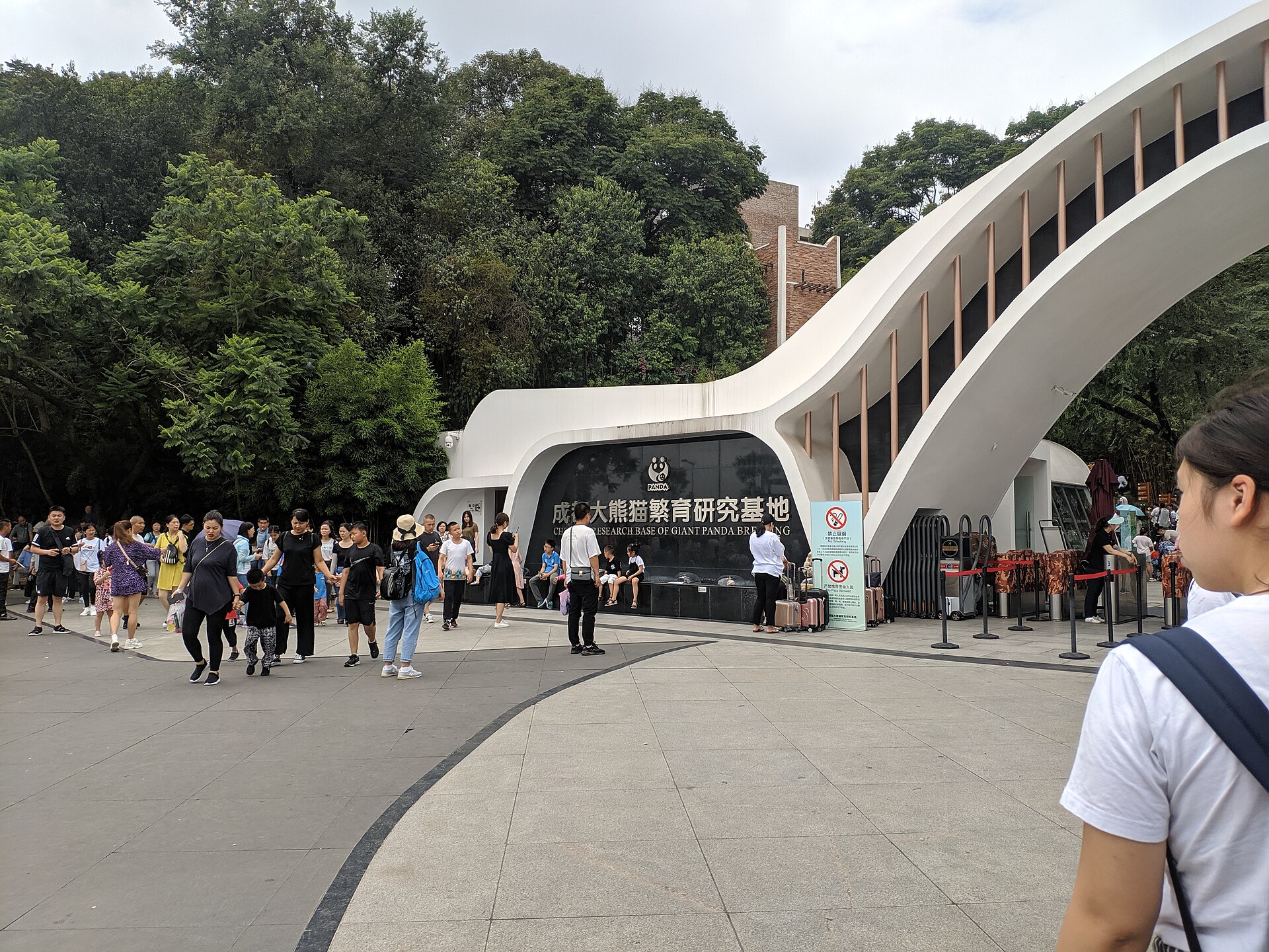 Giant panda at the Chengdu Research Base