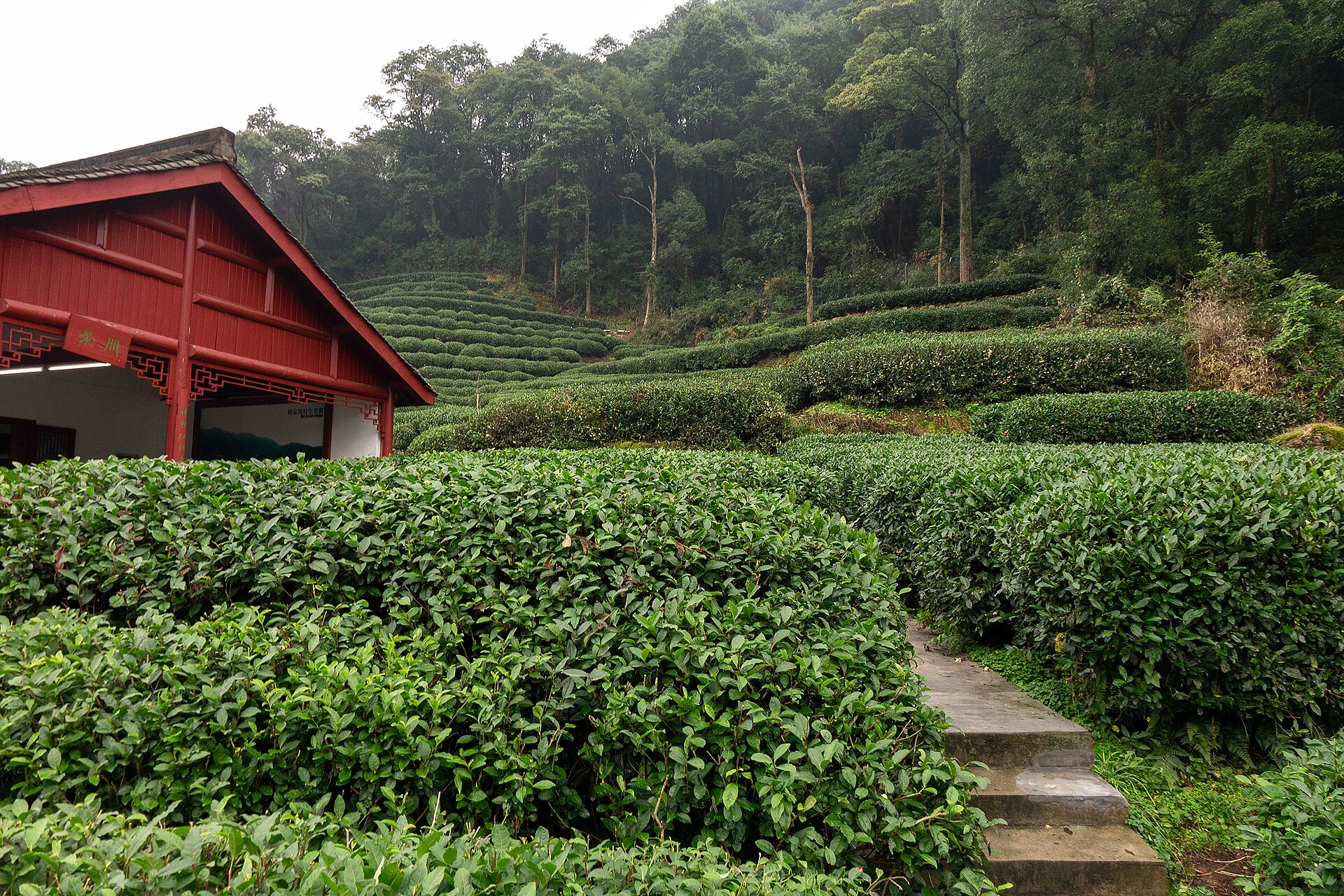 Longjing tea fields in the hills outside Hangzhou